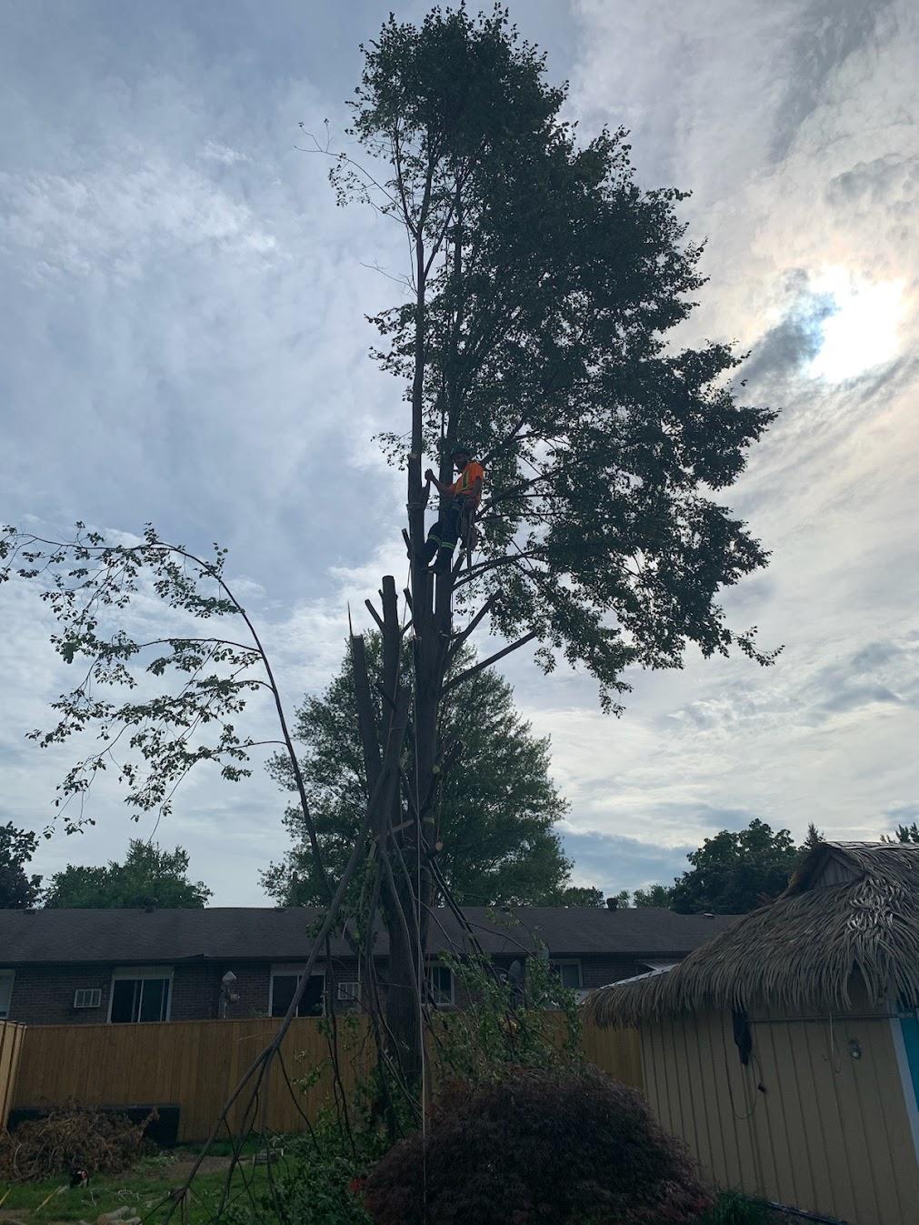 Tree Heroes tree removal work