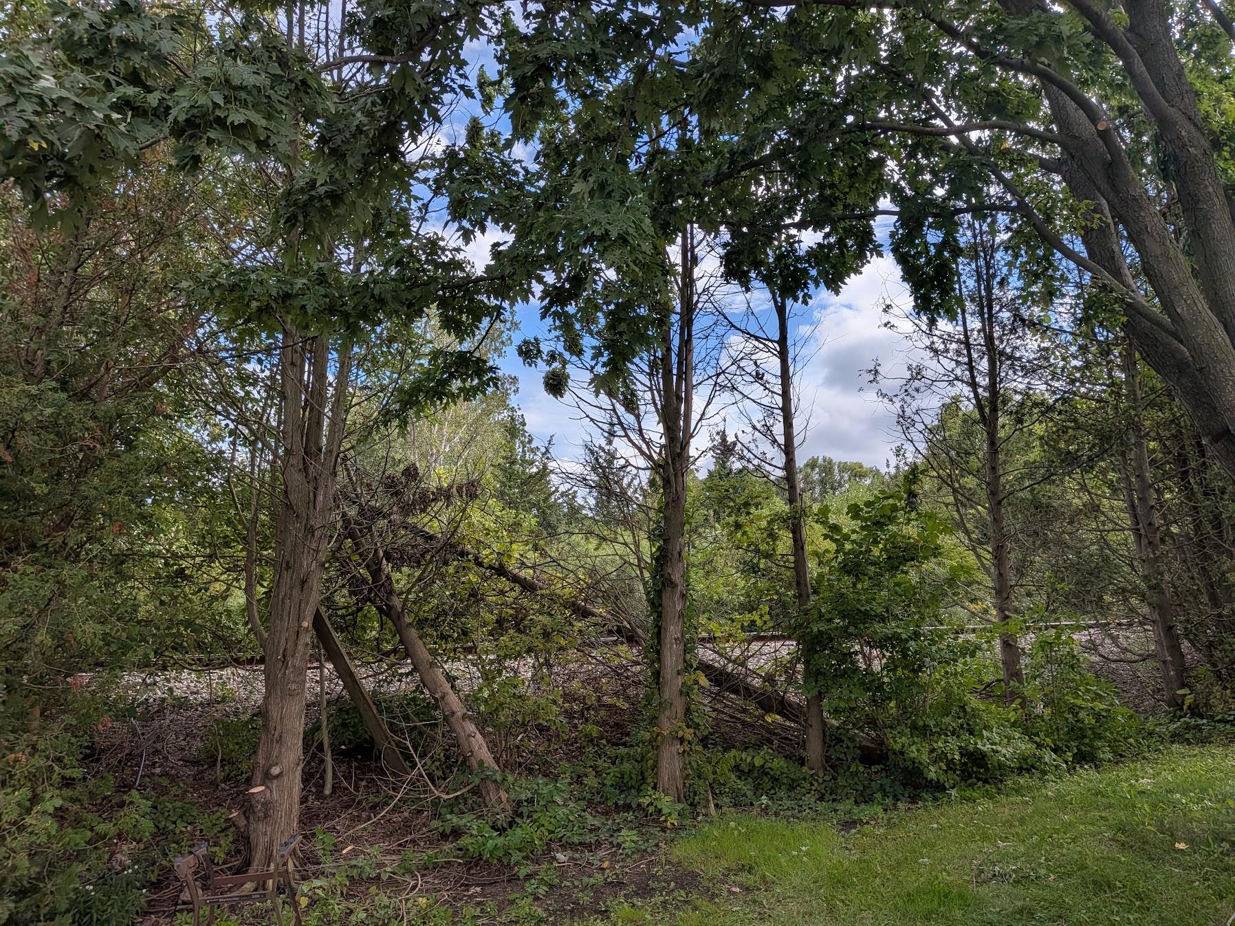 Tree removal project
